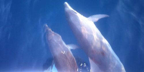 Dolfijnen opserveren